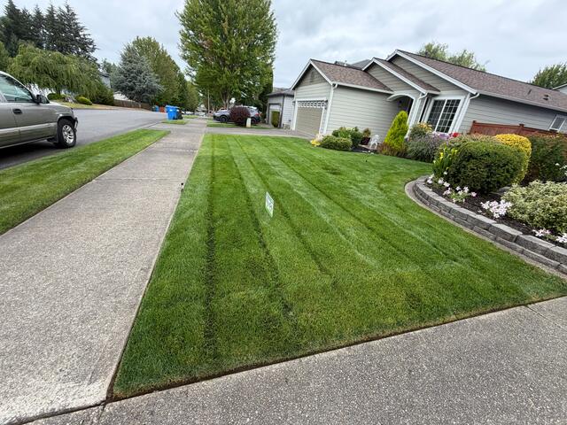 Freshly mowed front lawn with crisp mowing stripes along the sidewalk