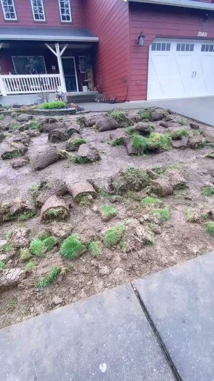Rolls of new sod laid out across a freshly graded front yard at a red house